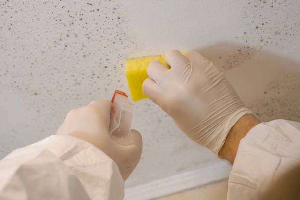 Trusted Osseo, MN Mold Inspection, Removal & Remediation Experts